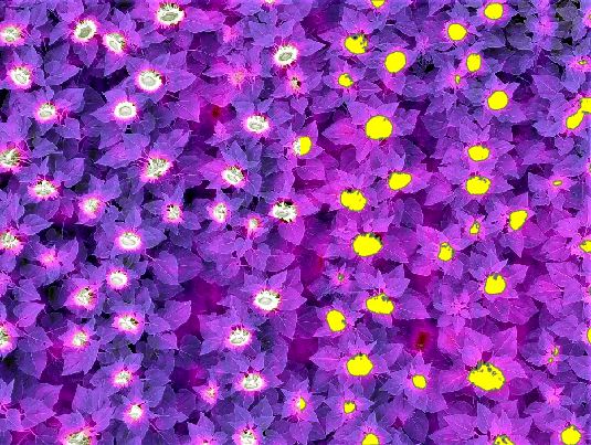 False-color computer vision bloom detection