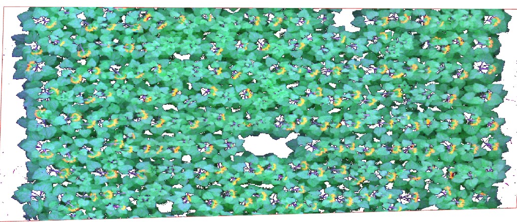Multispectral drone orthomosaic of sunflower plot